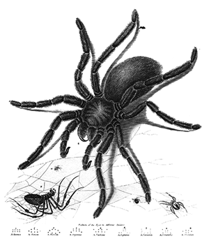 spider3
